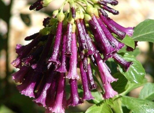 Iochroma, Tubeflower, Violet Churur Indigo