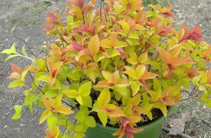 Spiraea, Japanese Meadowsweet, Japanese Spirea, Maybush Magic Carpet