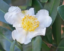 Polyspora Species, Fried Egg Plant, Fried Egg Tree