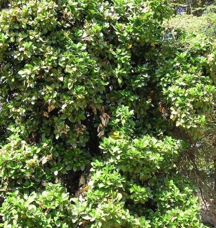 Corynocarpus Species, Karaka, New Zealand Laurel