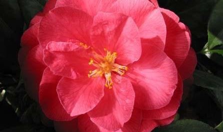 Common Camellia, Japanese Camellia Mathotiana