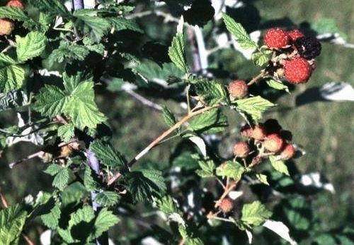 Black Raspberry