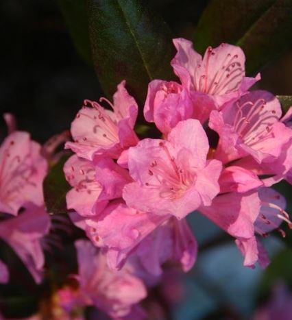 Rhododendron Olga Mezitt