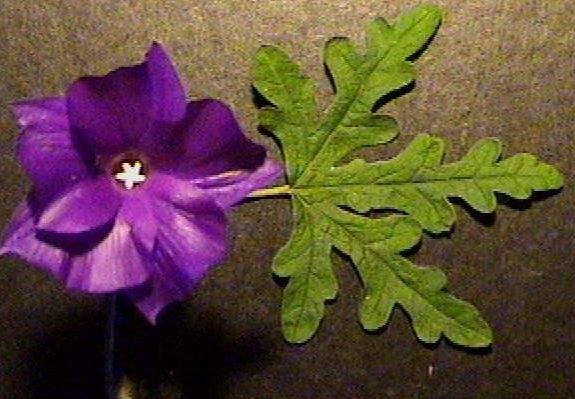 Hibiscus, Australian Mallow, Blue Hibiscus Mood Indigo