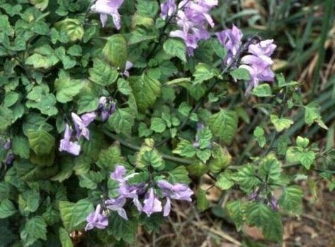 Plectranthus Species, Spurflower, Stoep Jacaranda