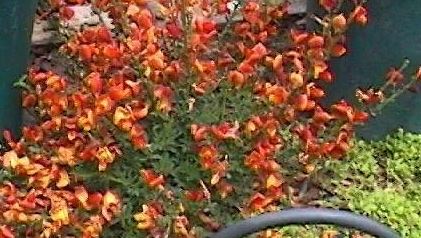 Cytisus, Hybrid Broom, Lena Broom, Scotch Broom Lena