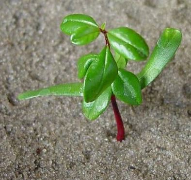 Florida Jujube, Scrub Ziziphus
