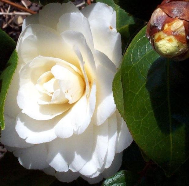 Common Camellia, Japanese Camellia Dahlonega