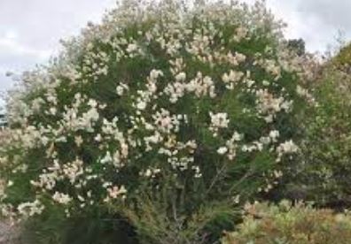 Melaleuca Species, Chenille Honeymyrtle