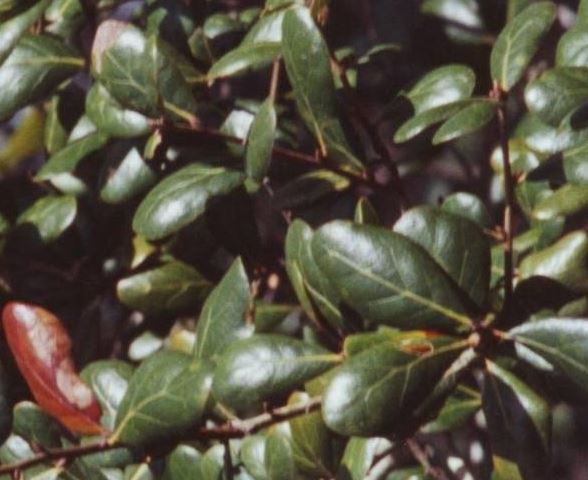 Myrtle Oak