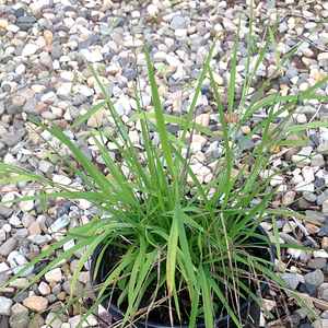 Bunch Cutgrass