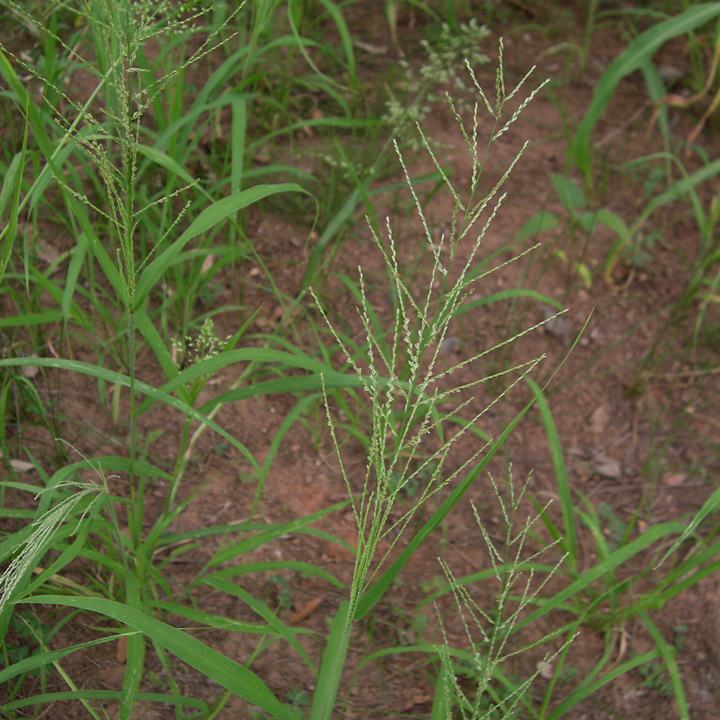 Mucronate Sprangletop Leptochloa panicea subsp. brachiata