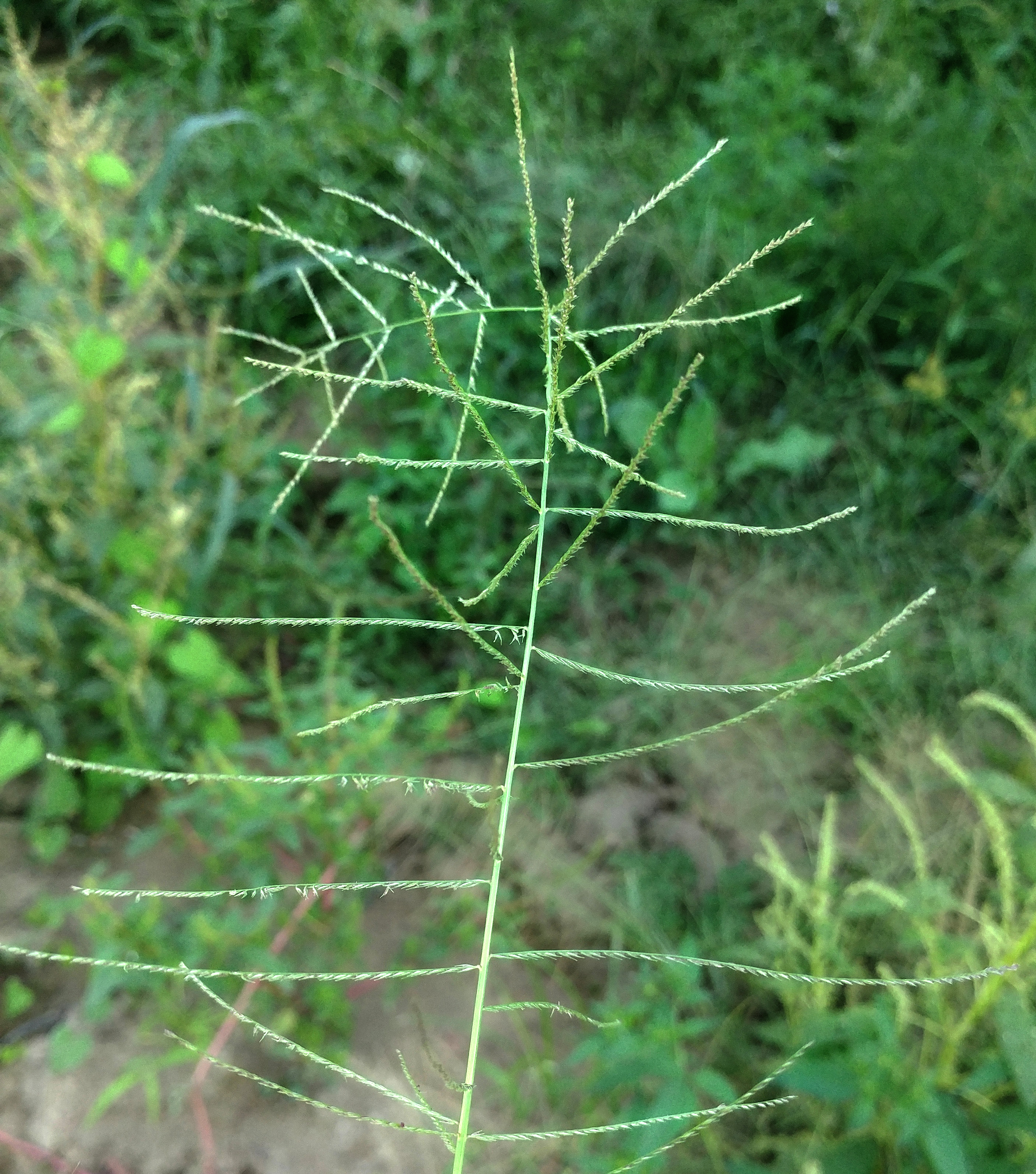 Mucronate Sprangletop Leptochloa panicea subsp. mucronata