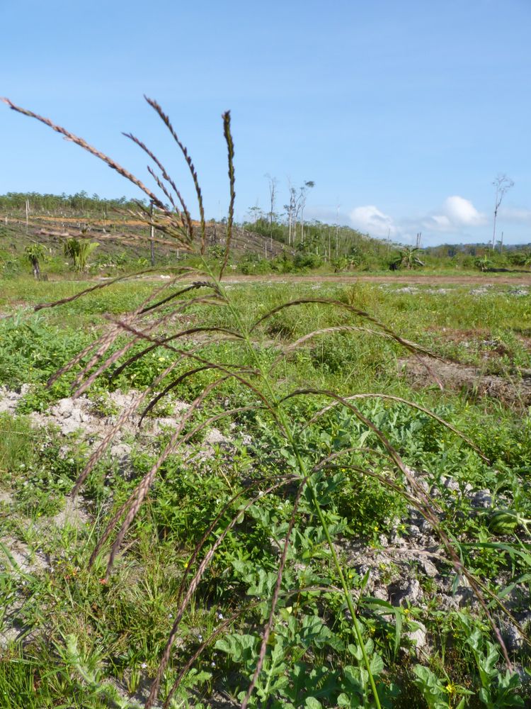 Judds Grass
