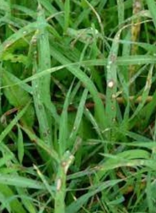 Creeping River Grass