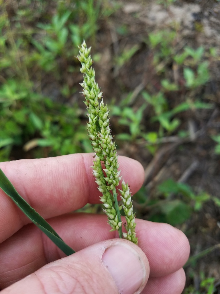 Rough Barnyardgrass