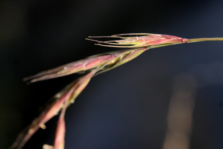 Arizona Wheatgrass