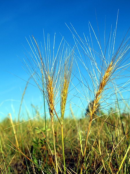 Squirreltail Elymus elymoides