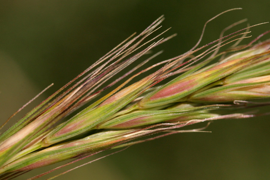 Squirreltail Elymus elymoides subsp. Brevifolius