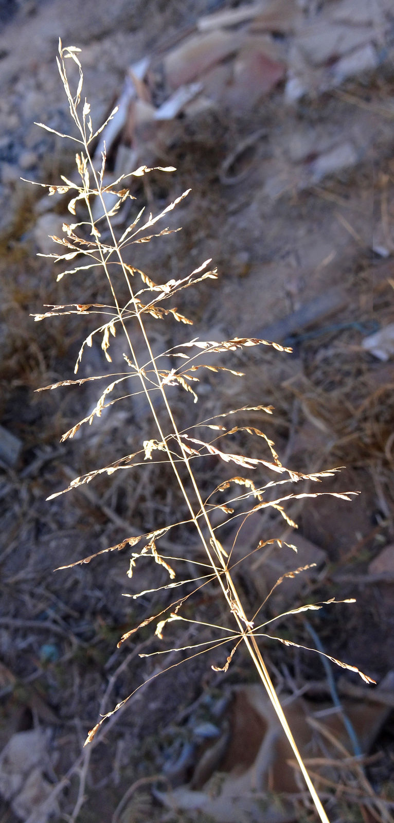 Mediterranean Lovegrass
