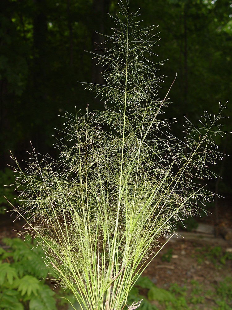 Lace Grass