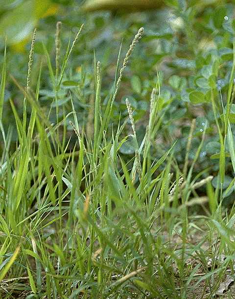 Gophertail Lovegrass