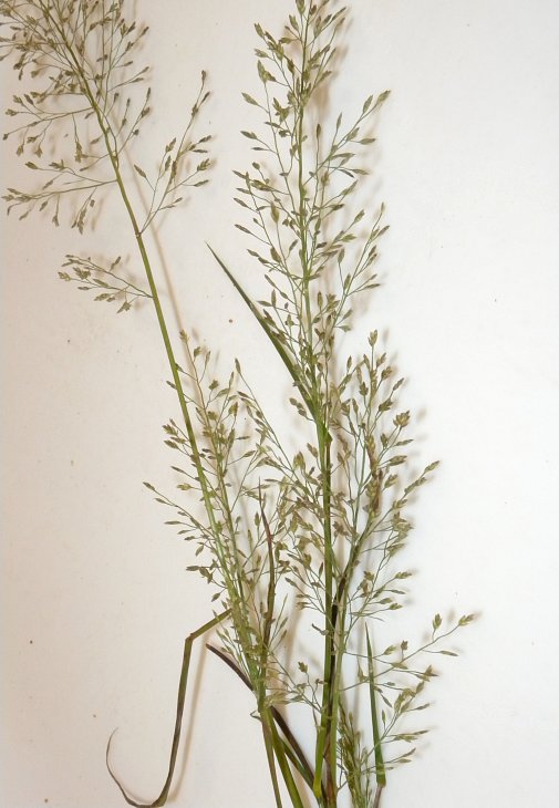 Sandbar Lovegrass