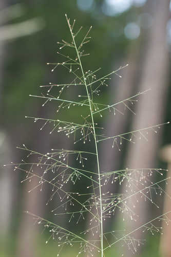 Bigtop Lovegrass