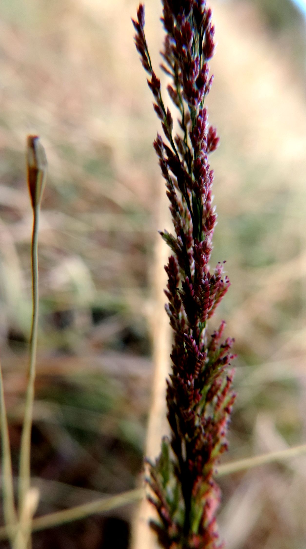 Pond Lovegrass