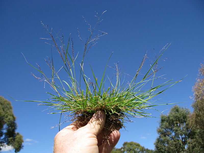 Mourning Lovegrass