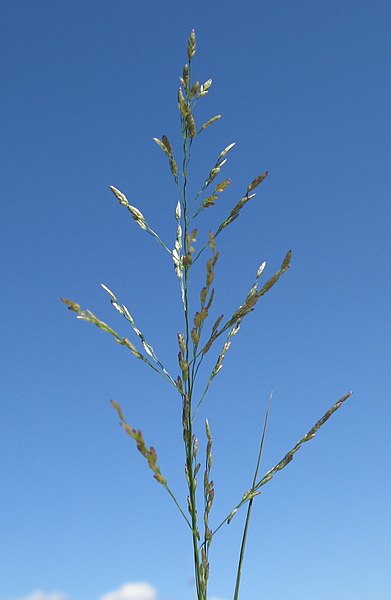 Mexican Lovegrass