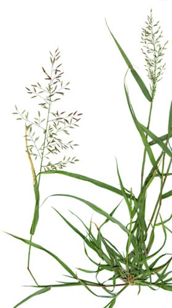 Little Lovegrass