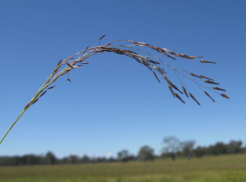 Indian Lovegrass