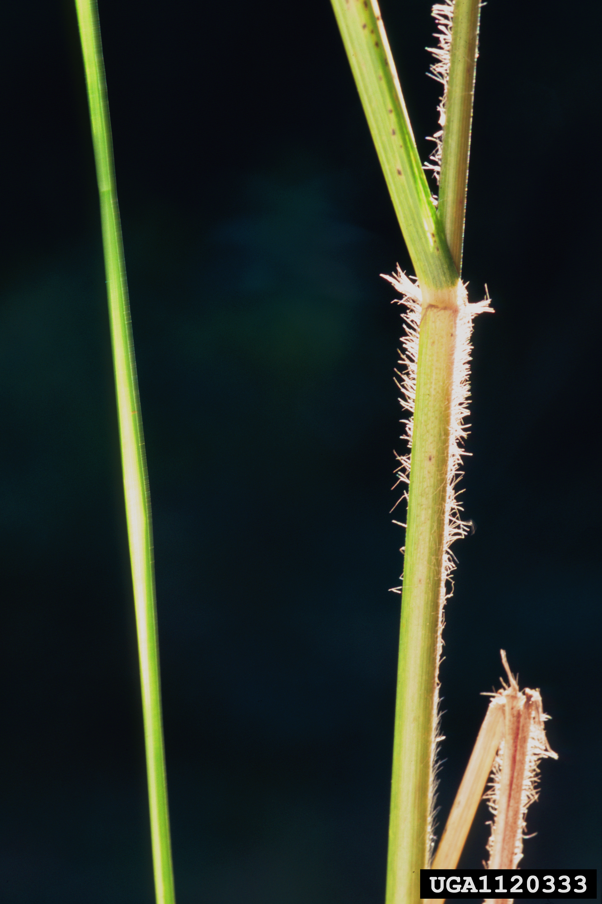 Hairysheath Lovegrass