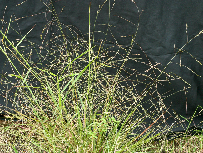 Coastal Lovegrass