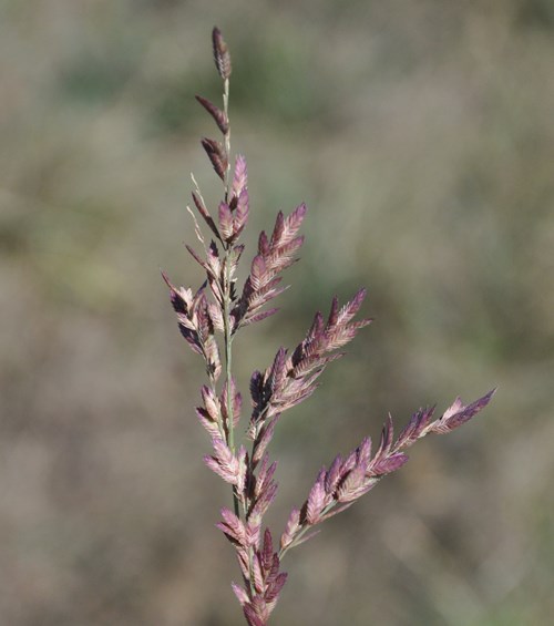 Red Lovegrass