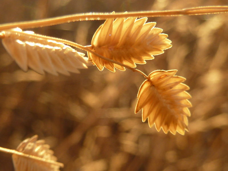 Wilman Lovegrass