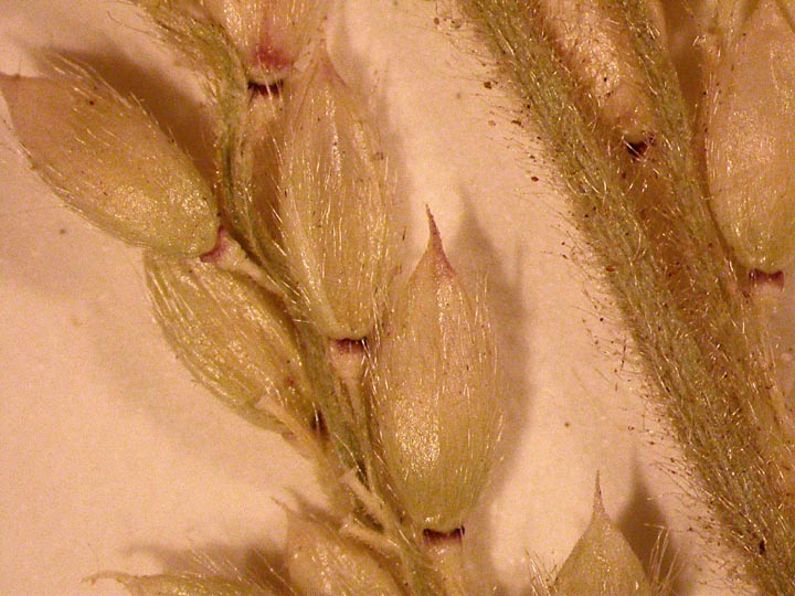 Tapertip Cupgrass
