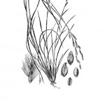 Perennial Cupgrass