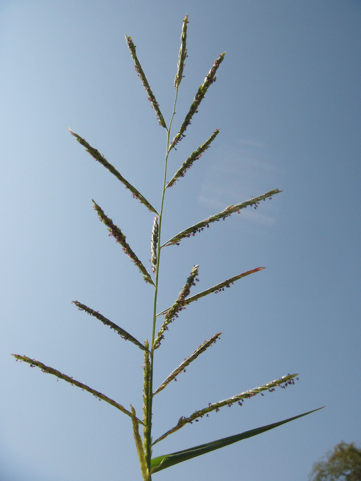 Louisiana Cupgrass
