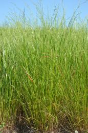 Festuca Species, Clustered Fescue