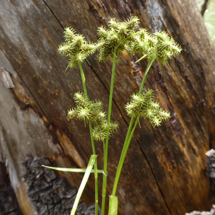 Bushs Umbrella-Sedge