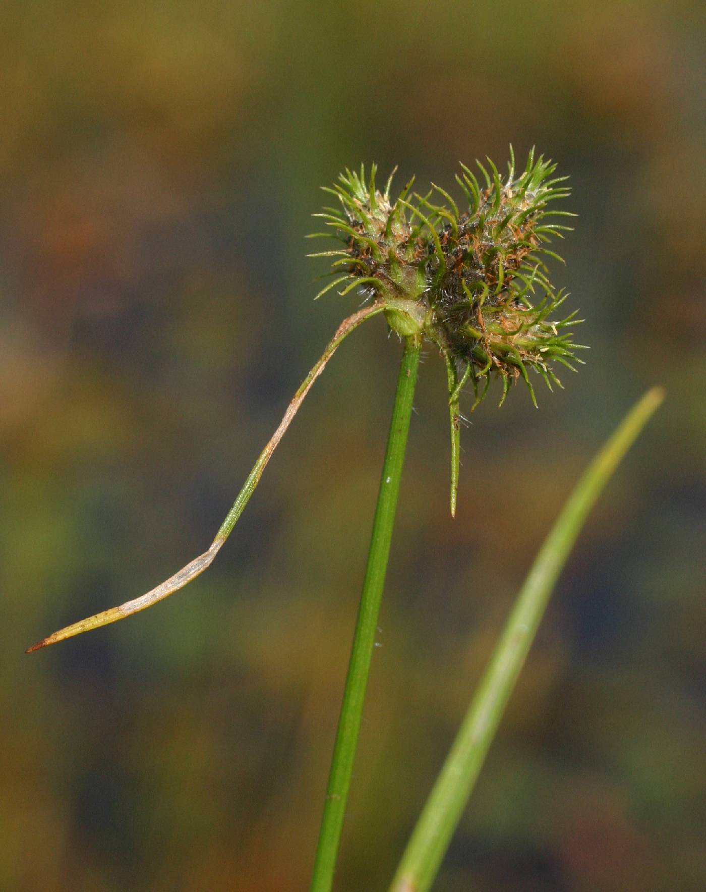 Dwarf Umbrella-Sedge