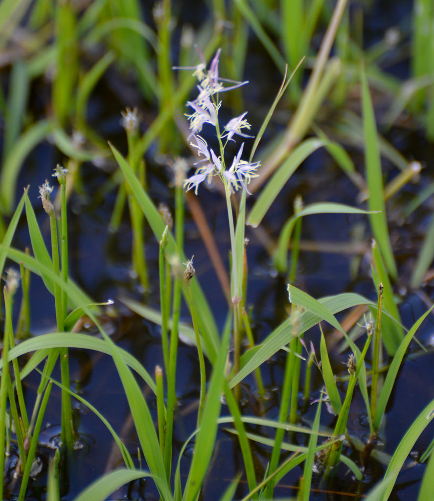 Peruvian Watergrass