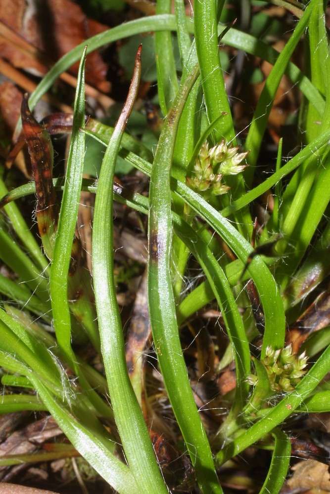 Bulbous Woodrush