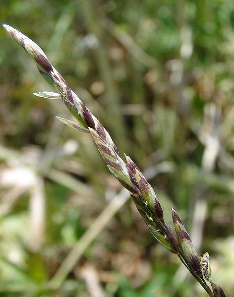 Oniongrass