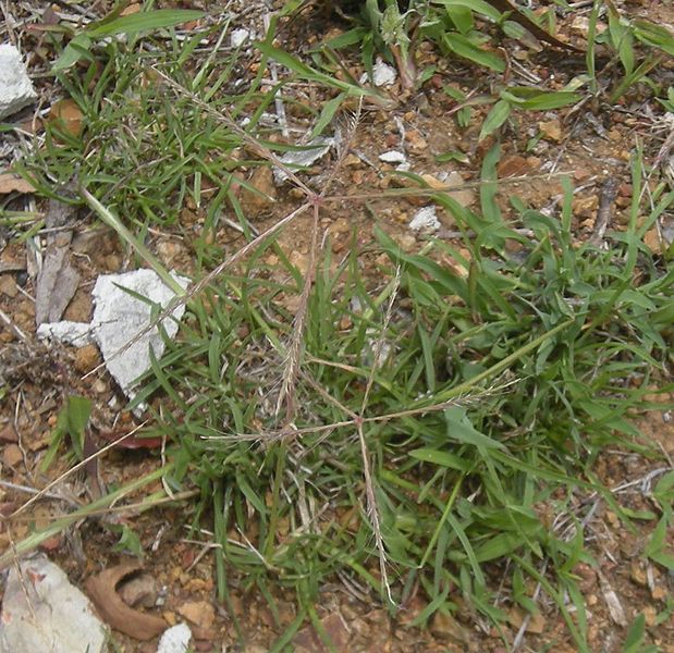 Buryseed Umbrellagrass