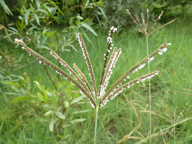 Caribbean Fingergrass Eustachys paspaloides