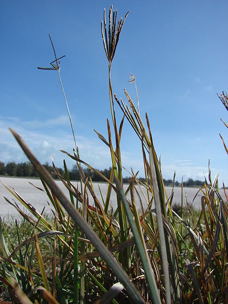 Caribbean Fingergrass Eustachys paspaloides subsp. caribaea