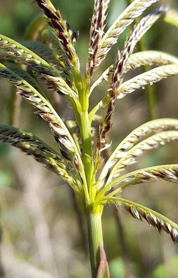 Argentine Fingergrass